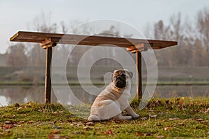 A puppy dog, pug is sitting next to a bench in a park, near a lake or a pond, on grass