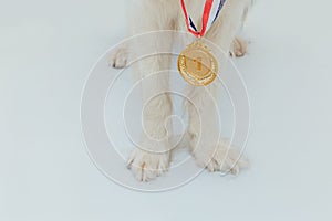 Puppy dog pwas border collie with winner or champion gold trophy medal isolated on white background. Winner champion dog