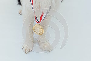 Puppy dog pwas border collie with winner or champion gold trophy medal isolated on white background. Winner champion dog