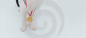 Puppy dog pwas border collie with winner or champion gold trophy medal  on white background. Winner champion dog