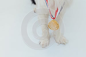 Puppy dog pwas border collie with winner or champion gold trophy medal  on white background. Winner champion dog