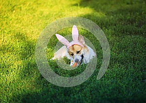 puppy dog red Corgi lying on the green grass in the ears of Easter Bunny and nibbles a carrot on a Sunny spring day