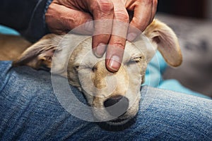 Puppy dog relaxing and enjoying stroke and caress, animal loving photo