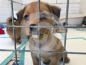 Puppy Dog at a rescue shelter in a cage