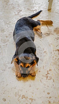Puppy dog resting after playing