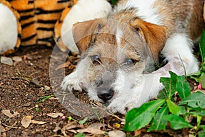 Puppy Dog Sad Lazy Tired Cute Scruffy Adopt Animal Outdoor