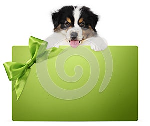 Puppy dog showing green gift card with ribbon bow isolated on white background, vet and pet store template for christmas, greeting