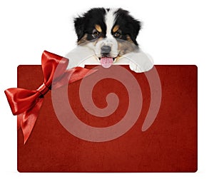 Puppy dog showing red gift card with ribbon bow isolated on white background, vet and pet store template for christmas, greeting