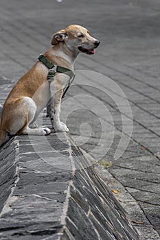 Puppy dog sitting on a concrete wall