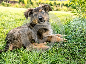 Puppy dog sitting in the grass