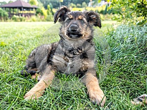 Puppy dog sitting in the grass