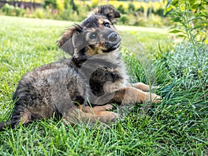 Puppy dog sitting in the grass