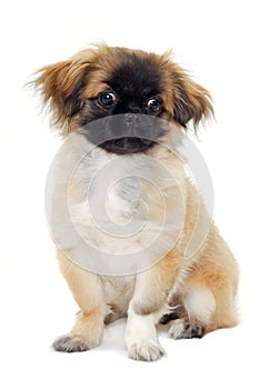 Puppy dog sitting on white background