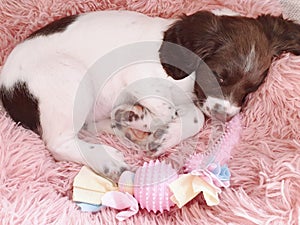 Puppy dog sleeping in pink doggy bed with chew toys