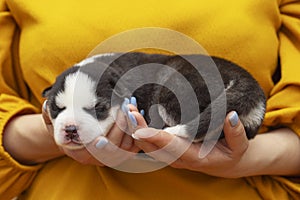 Puppy dog sleeps on female hands. Womans hands are holding newborn husky puppy. Pet care concept