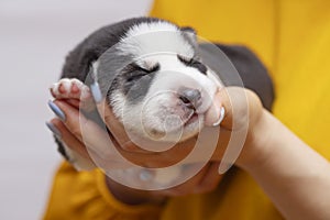 Puppy dog sleeps on female hands. Womans hands are holding newborn husky puppy. Pet care concept