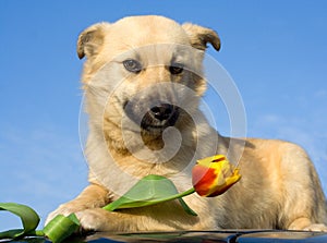 Puppy dog smelling flower 1