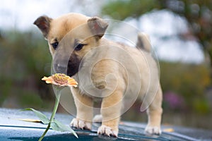 Puppy dog smelling flower 3
