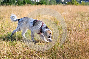 Puppy dog sniffing In yellow grass, close up portrait