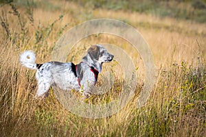 Puppy dog standinf In yellow grass, close up portrait