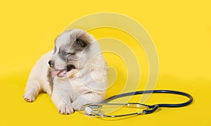 Puppy dog with stethoscope o
