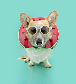 Puppy dog summer. Corgi pet with a travel pillow. Isolated on blue background