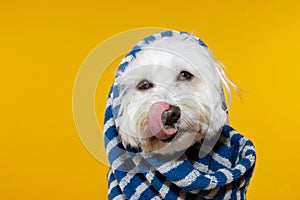 Puppy dog summer wrapped with a blue striped towel linking its lips with tongue out. Isolated on yellow background