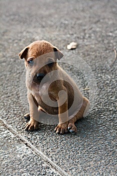 Puppy dog, Thai dog