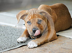 Puppy Dog with Tongue Out