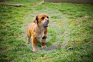 Puppy Dog with tongue out