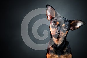 Puppy, dog, toy terrier portrait