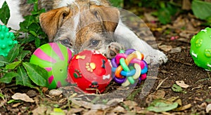 Puppy Dog Toys