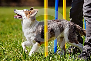 Puppy dog training with weave poles, agility train with help fro