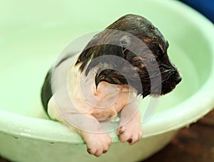 Puppy dog in tub