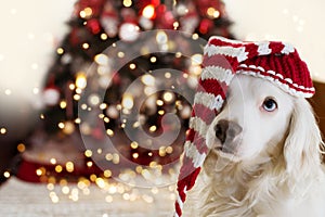 Puppy dog under christmas tree light celebrating holidays wearing a santa hat