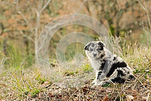 Puppy dog very cute black and white fur shepherd dog breed
