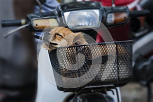 Puppy dog very cute is sleeping in front of motorbike