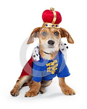 Puppy Dog Wearing King Halloween Costume