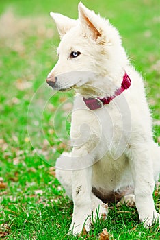 Puppy dog white fur blue eye fucsia collar photo