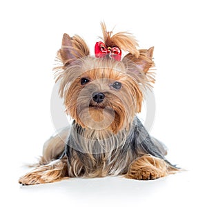 Puppy dog yorkshire terrier on white background