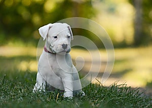 Puppy Dogo Argentino sitting in grass. Front view
