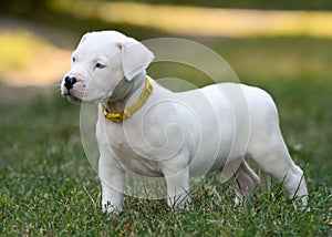 Puppy Dogo Argentino standing in grass. Front view photo