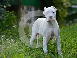 Puppy dogo argentino standing in the grass