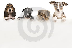 Puppy dogs hanging over a white wooden board with space for text