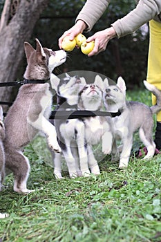 Puppy dogs husky  cute active Apple garden summe