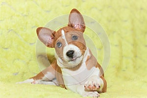 Puppy dogs not barking African dog breed basenji