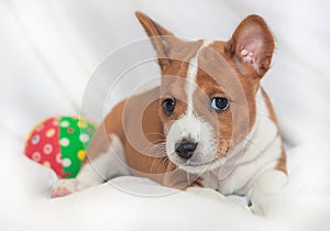 Puppy dogs not barking African dog breed basenji