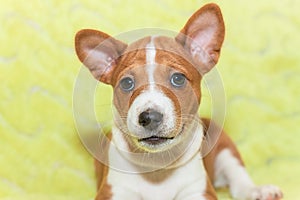 Puppy dogs not barking African dog breed basenji