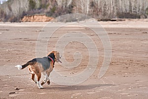 Puppy dogs quickly runs along the sandy shore