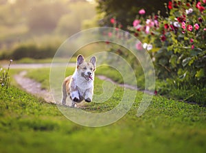 Puppy dogs a red Corgi runs quickly along a green path in a summer blooming garden with his tongue hanging out on the green grass
